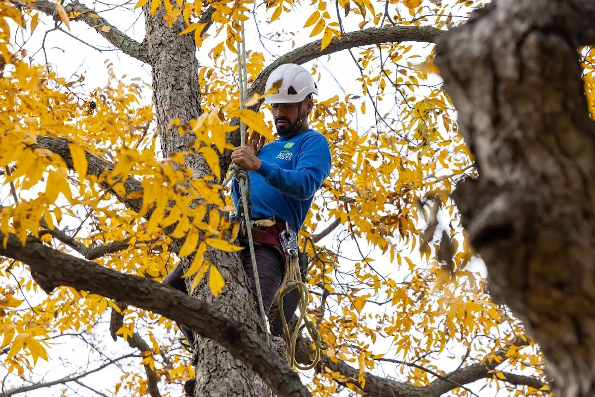 Skilled Emergency Tree Service crew working in Benton